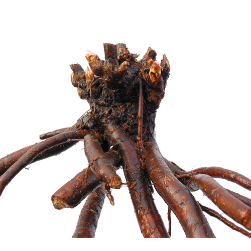 PEONIA ALBIFLORA ROOT EXTRACT.jpg